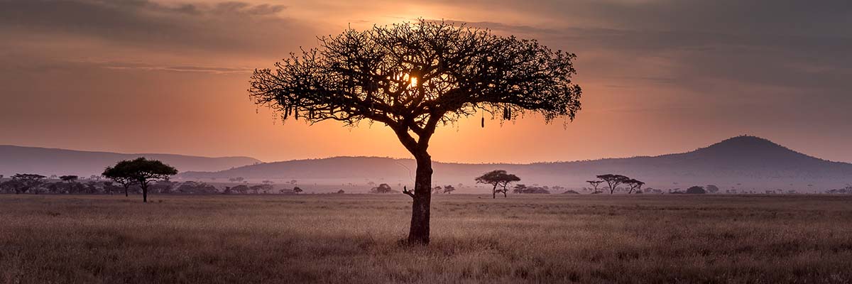 lone tree on african savanna