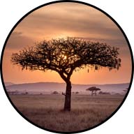 lone tree on african savanna