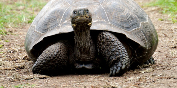 Big turtle taking its time.